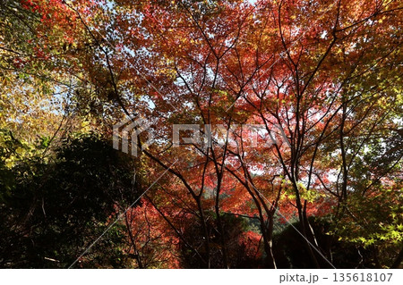 紅葉あふれる大阪高槻の摂津峡を歩く 紅葉あふれる大阪高槻の摂津峡を歩く 135618107
