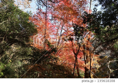 紅葉あふれる大阪高槻の摂津峡を歩く 紅葉あふれる大阪高槻の摂津峡を歩く 135618108