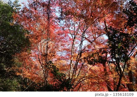 紅葉あふれる大阪高槻の摂津峡を歩く 紅葉あふれる大阪高槻の摂津峡を歩く 135618109