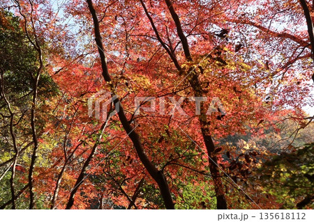紅葉あふれる大阪高槻の摂津峡を歩く 紅葉あふれる大阪高槻の摂津峡を歩く 135618112