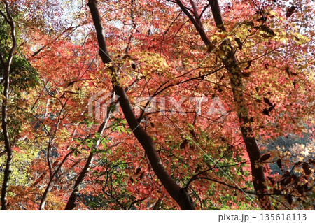 紅葉あふれる大阪高槻の摂津峡を歩く 紅葉あふれる大阪高槻の摂津峡を歩く 135618113