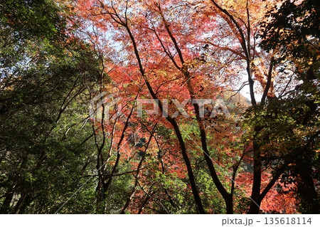 紅葉あふれる大阪高槻の摂津峡を歩く 135618114