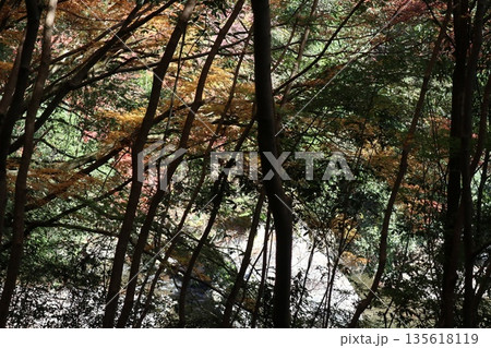 紅葉あふれる大阪高槻の摂津峡を歩く 紅葉あふれる大阪高槻の摂津峡を歩く 135618119