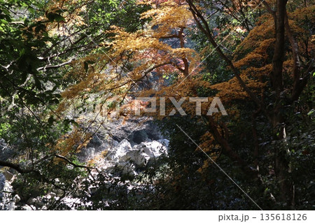 紅葉あふれる大阪高槻の摂津峡を歩く 紅葉あふれる大阪高槻の摂津峡を歩く 135618126