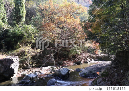 紅葉あふれる大阪高槻の摂津峡を歩く 紅葉あふれる大阪高槻の摂津峡を歩く 135618133