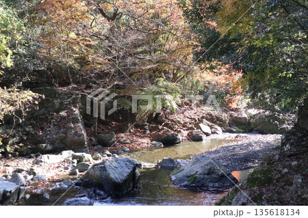 紅葉あふれる大阪高槻の摂津峡を歩く 135618134