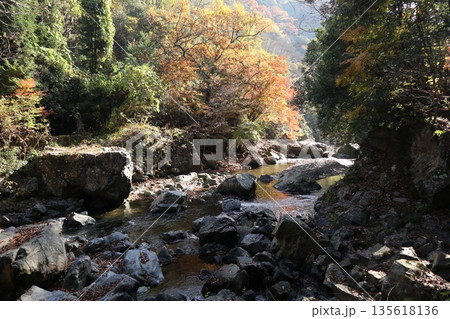紅葉あふれる大阪高槻の摂津峡を歩く 135618136