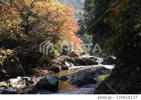 紅葉あふれる大阪高槻の摂津峡を歩く 135618137