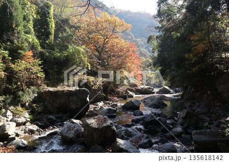 紅葉あふれる大阪高槻の摂津峡を歩く 紅葉あふれる大阪高槻の摂津峡を歩く 135618142