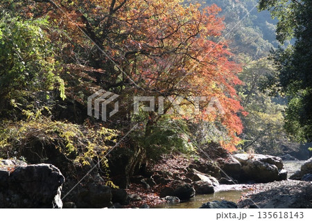 紅葉あふれる大阪高槻の摂津峡を歩く 135618143