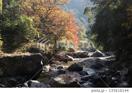 紅葉あふれる大阪高槻の摂津峡を歩く 135618144