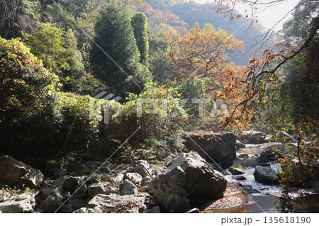 紅葉あふれる大阪高槻の摂津峡を歩く 135618190