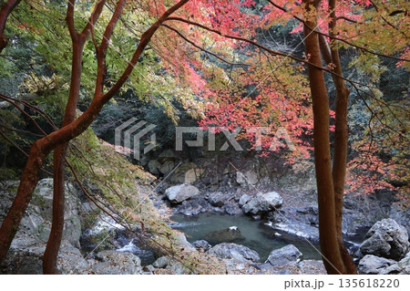 紅葉あふれる大阪高槻の摂津峡を歩く 135618220