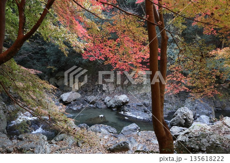 紅葉あふれる大阪高槻の摂津峡を歩く 紅葉あふれる大阪高槻の摂津峡を歩く 135618222