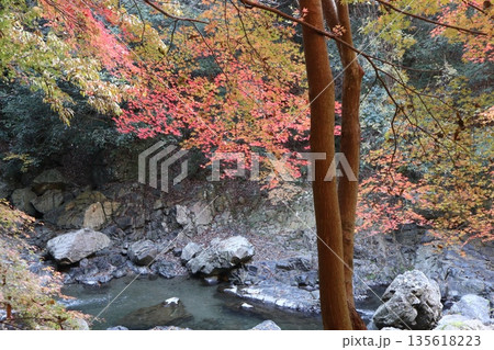 紅葉あふれる大阪高槻の摂津峡を歩く 紅葉あふれる大阪高槻の摂津峡を歩く 135618223
