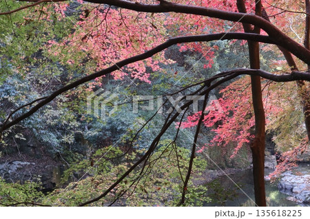 紅葉あふれる大阪高槻の摂津峡を歩く 135618225