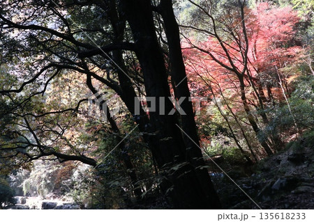 紅葉あふれる大阪高槻の摂津峡を歩く 紅葉あふれる大阪高槻の摂津峡を歩く 135618233