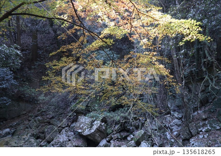 紅葉あふれる大阪高槻の摂津峡を歩く 135618265