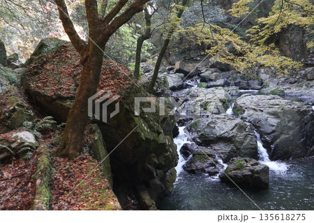 紅葉あふれる大阪高槻の摂津峡を歩く 紅葉あふれる大阪高槻の摂津峡を歩く 135618275