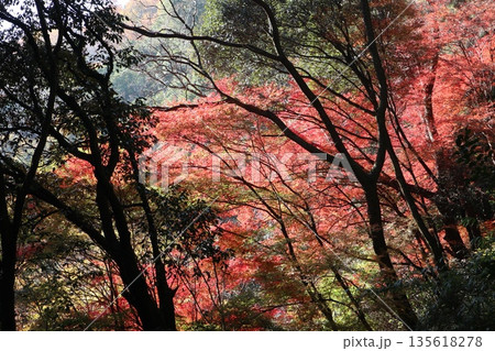 紅葉あふれる大阪高槻の摂津峡を歩く 紅葉あふれる大阪高槻の摂津峡を歩く 135618278