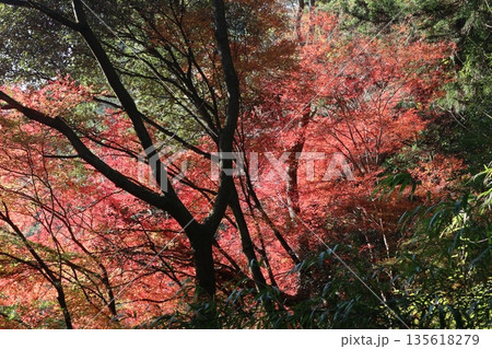 紅葉あふれる大阪高槻の摂津峡を歩く 紅葉あふれる大阪高槻の摂津峡を歩く 135618279
