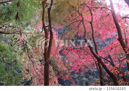 紅葉あふれる大阪高槻の摂津峡を歩く 紅葉あふれる大阪高槻の摂津峡を歩く 135618283