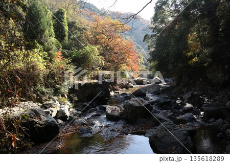 紅葉あふれる大阪高槻の摂津峡を歩く 紅葉あふれる大阪高槻の摂津峡を歩く 135618289