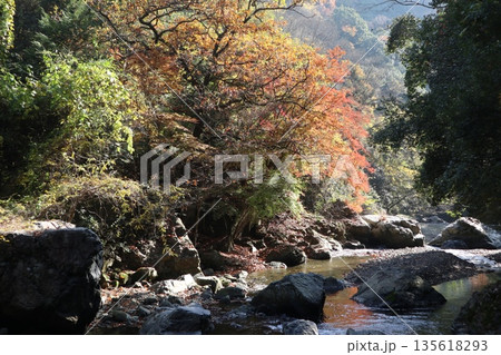紅葉あふれる大阪高槻の摂津峡を歩く 135618293