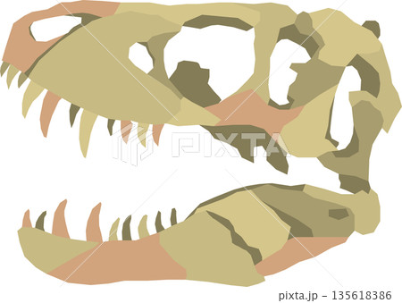 ティラノサウルスの頭蓋骨の化石 ティラノサウルスの頭蓋骨の化石 135618386
