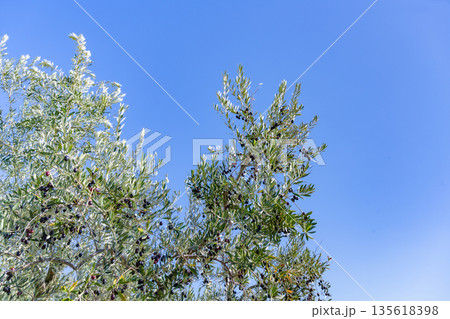 オリーブ農園(香川県小豆島) 135618398