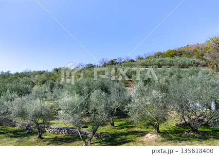 オリーブ農園(香川県小豆島) 135618400