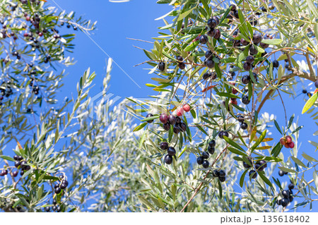 オリーブ農園(香川県小豆島) 135618402