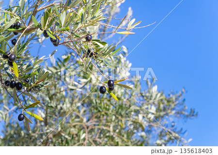 オリーブ農園(香川県小豆島) 135618403