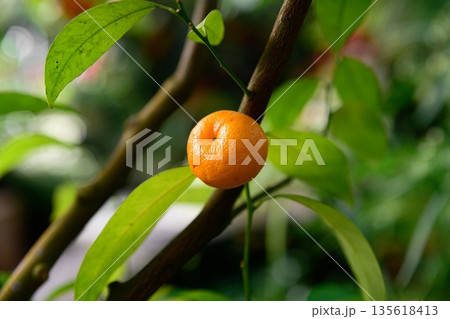 Single ripe clementine fruit growing on a citrus branch. Natural outdoor scene highlighting healthy growth and fresh harvest. Single ripe clementine fruit growing on a citrus branch. Natural outdoor scene highlighting healthy growth and fresh harvest. 135618413