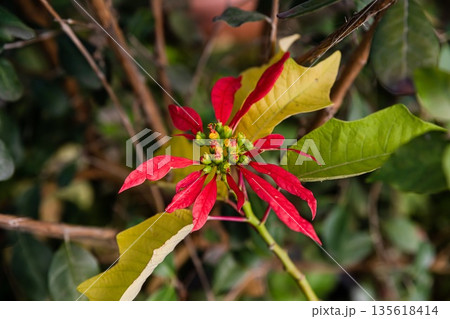 Macro view of a red poinsettia flower with bright bracts and green leaves. Natural tropical plant growth captured outdoors. 135618414