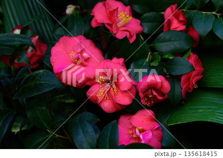 Pink camellia flowers blooming on evergreen Camellia japonica shrub. Decorative garden plant with lush foliage and rich floral color. Pink camellia flowers blooming on evergreen Camellia japonica shrub. Decorative garden plant with lush foliage and rich floral color. 135618415