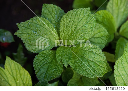 Close up of Boehmeria bipartita leaves with rich green color and visible veins. Natural foliage used as botanical nature background. 135618420