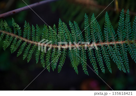 Close up of Polystichum setiferum fern frond with dense green leaflets and delicate structure. Natural botanical background with rich texture. Close up of Polystichum setiferum fern frond with dense green leaflets and delicate structure. Natural botanical background with rich texture. 135618421