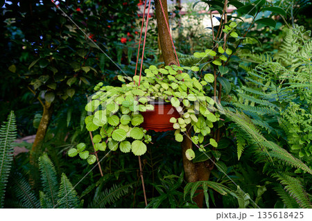 Hanging basket with lush green foliage of Plectranthus verticillatus growing outdoors surrounded by tropical garden plants and natural greenery Hanging basket with lush green foliage of Plectranthus verticillatus growing outdoors surrounded by tropical garden plants and natural greenery 135618425