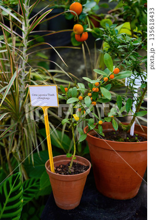 Citrus japonica Hongkong variety with small orange fruits growing in a pot, ornamental indoor citrus plant with glossy green leaves in greenhouse. 135618433
