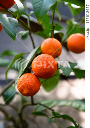 Close view of Rangpur lime fruits hanging on a branch with smooth orange skin and fresh green leaves. Exotic citrus plant detail in natural light Close view of Rangpur lime fruits hanging on a branch with smooth orange skin and fresh green leaves. Exotic citrus plant detail in natural light 135618437