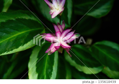 Blooming Calathea roseopicta Mia with pink white bracts and variegated green leaves in tropical garden close up natural ornamental foliage plant Blooming Calathea roseopicta Mia with pink white bracts and variegated green leaves in tropical garden close up natural ornamental foliage plant 135618439