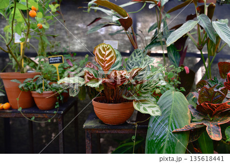 Calathea makoyana with patterned green leaves and reddish underside growing in brown clay pot tropical ornamental houseplant Calathea makoyana with patterned green leaves and reddish underside growing in brown clay pot tropical ornamental houseplant 135618441