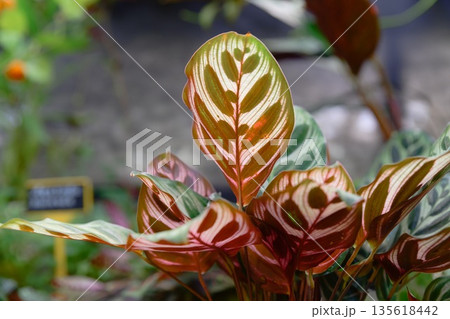 Close up of Calathea makoyana leaves with detailed symmetrical pattern and soft green tones tropical foliage texture background Close up of Calathea makoyana leaves with detailed symmetrical pattern and soft green tones tropical foliage texture background 135618442