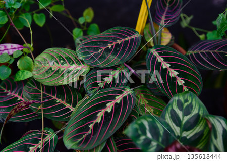 Close up of Maranta leuconeura erythroneura leaves with vivid red veins and deep green pattern. Tropical prayer plant foliage in soft natural light. Close up of Maranta leuconeura erythroneura leaves with vivid red veins and deep green pattern. Tropical prayer plant foliage in soft natural light. 135618444