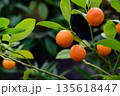 Calamondin fruits hanging on green branches with glossy leaves. Tropical citrofortunella hybrid of mandarin and kumquat grown as ornamental plant. 135618447