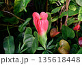 Pink anthurium flower Anthurium andraeanum cultivar with glossy spathe and spadix growing among lush green leaves in tropical garden 135618448