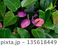 Purple pink anthurium flowers Anthurium andraeanum cultivar with heart shaped spathes and spadix surrounded by dense green foliage 135618449