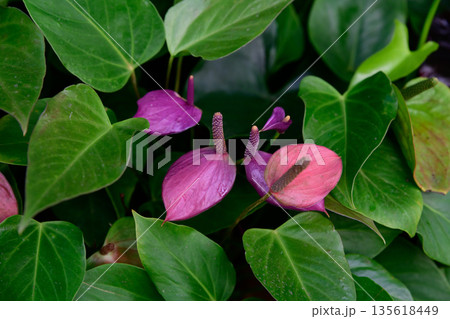 Purple pink anthurium flowers Anthurium andraeanum cultivar with heart shaped spathes and spadix surrounded by dense green foliage 135618449