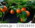 Pavlovsky bitter orange Citrus aurantium Pavlovsky cultivar with ripe orange fruits growing on branch with glossy green leaves 135618450